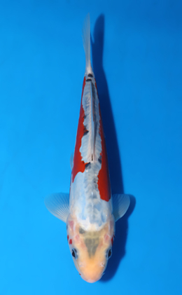 Shusui - koi #x0604a021