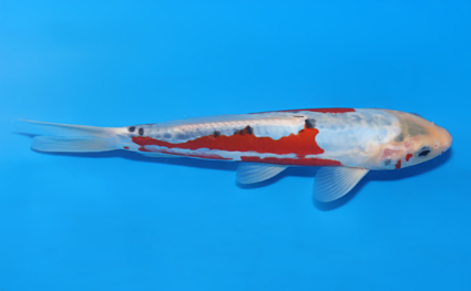 Shusui – koi #x0604a021 - Image 3