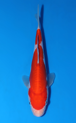 Kohaku - koi #x0604a023