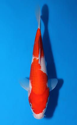 Kohaku - koi #x0604a024