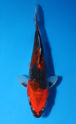 Goshiki - koi #x0604a027