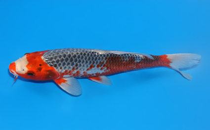 Asagi - koi #x0604a028 - Side View A