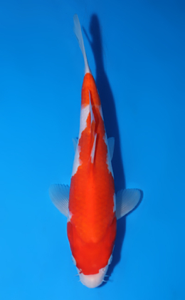 Kohaku - koi #x0604a029