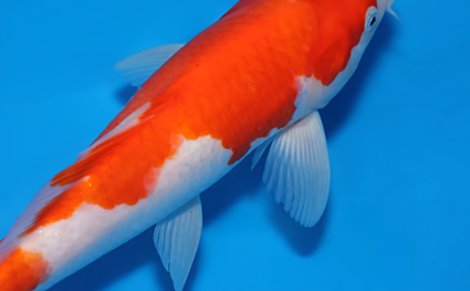 Kohaku - koi #x0604a029 - Side View A