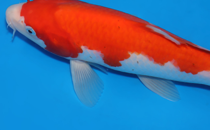 Kohaku – koi #x0604a029 - Image 3