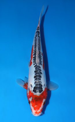 Shusui - koi #x0604a030