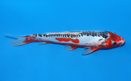 Shusui – koi #x0604a030 - Image 3