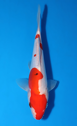 Doitsu Kohaku - koi #x0604a031