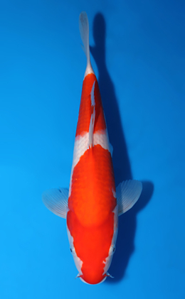Kohaku - koi #x0604a032