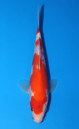Kohaku - koi #x0604a033