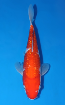 Ginrin Kohaku - koi #x0604a035
