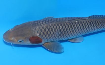 Ochibashigure - koi #x0604a038 - Side View A