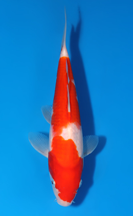 Kohaku - koi #x0604a039