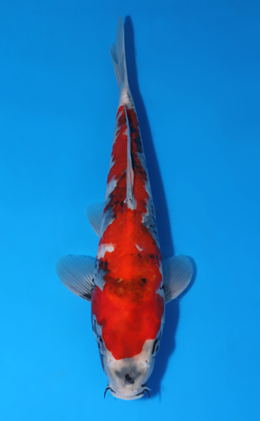 Showa - koi #x0604a040