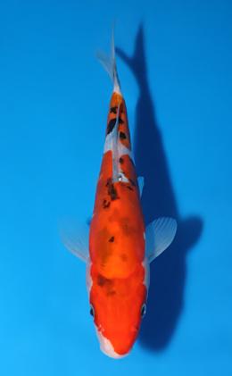 Doitsu Sanke - koi #x0604a041