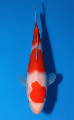 Kohaku - koi #x0604a042