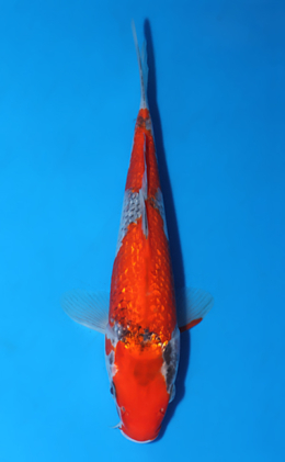 Ginrin Goshiki - koi #x0604a043