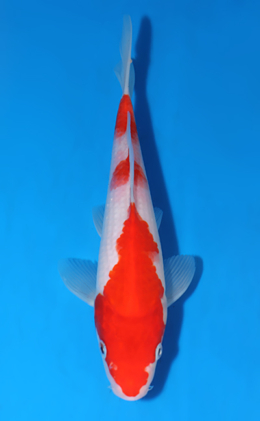 Kohaku - koi #x0604a044