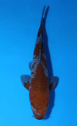 Ochibashigure - koi #x0604a045