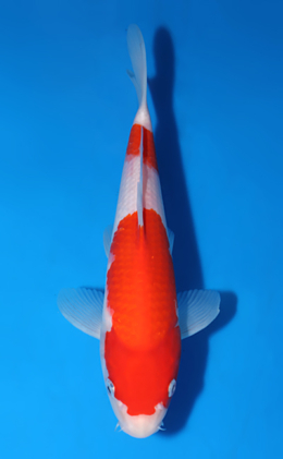 Kohaku - koi #x0604a048