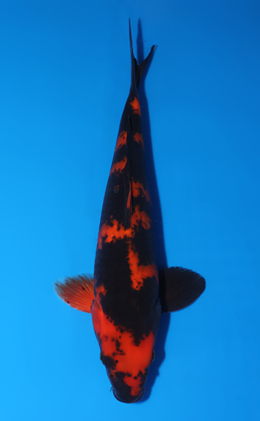 Hi Utsuri - koi #x0604a050