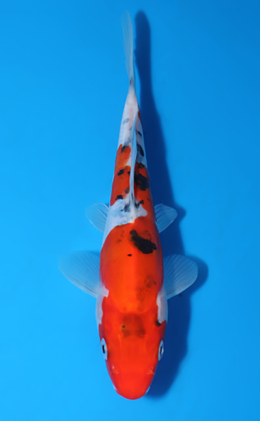 Doitsu Sanke - koi #x0604a051