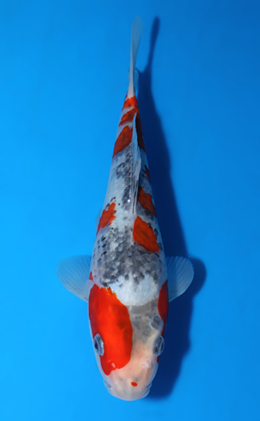 Goshiki - koi #x0604a052