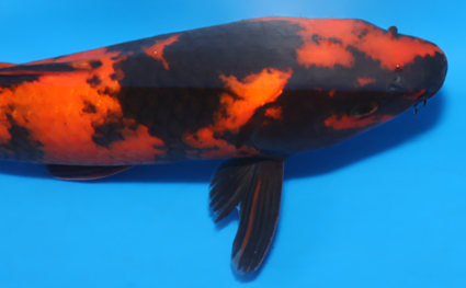 Hi Utsuri - koi #x0604a055 - Side View A