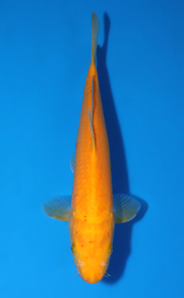 Karashi - koi #x0604a056