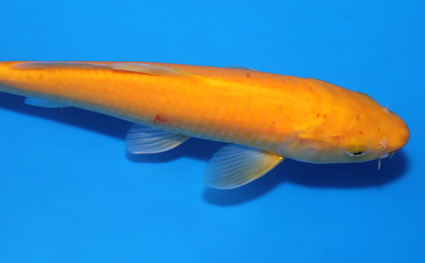 Karashi - koi #x0604a056 - Side View A