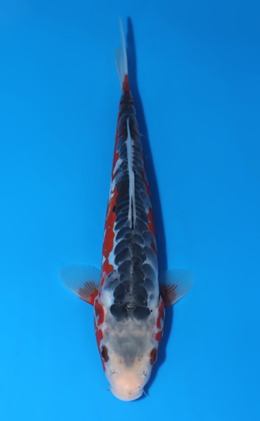 Shusui - koi #x0604a058