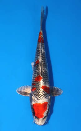 Kujyaku - koi #x0604a059