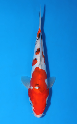 Doitsu Sanke - koi #x0604a060