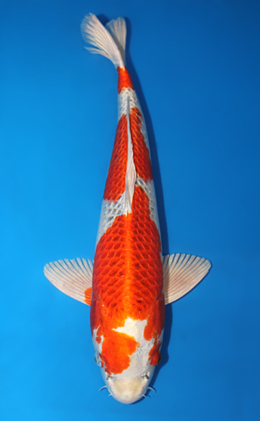 Kujyaku - koi #x0605m010