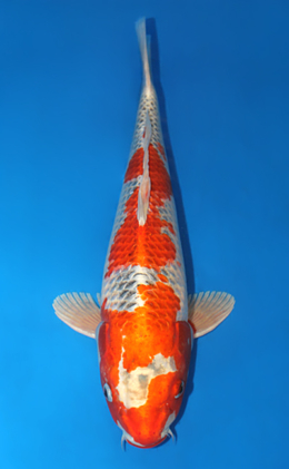 Kujyaku - koi #x0605m016