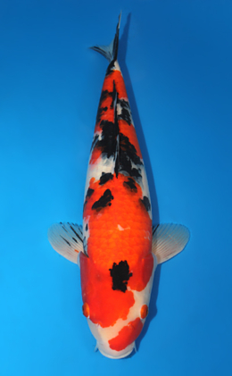 Showa - koi #x0605m017