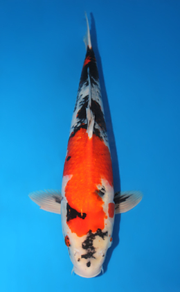 Showa - koi #x0605m020