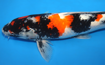 Showa - koi #x0605m030 - Side View