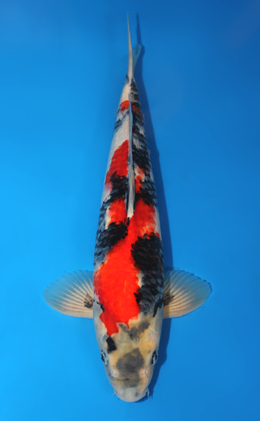 Showa - koi #x0605m034