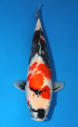 Showa - koi #x0605m035
