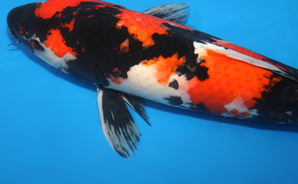 Showa - koi #x0605m037 - Side View