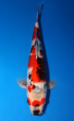 Showa - koi #x0606m007