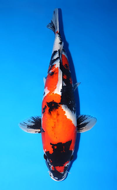 Ginrin Chagoi - koi #x0410s031-re