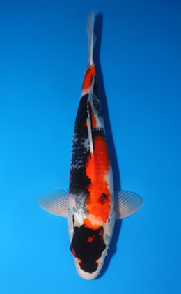 Showa - koi #x0606m027