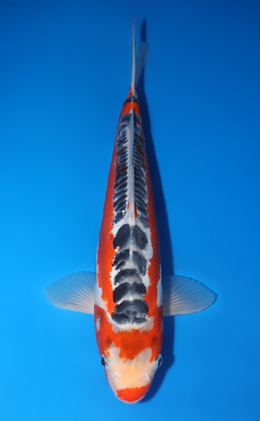 Shusui - koi #x0606m036