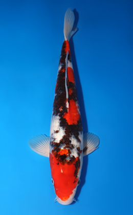 Showa - koi #x0606m037