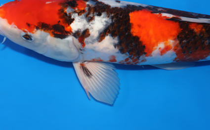Showa - koi #x0606m037 - Side View