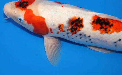 Kawari - koi #x0606m038 - Side View