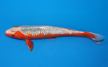 Asagi - koi #x0606m043 - Side View