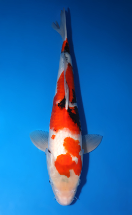 Showa - koi #x0606m052